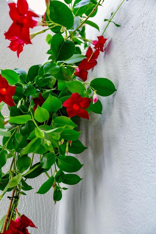 Antonella Home B&B バーリ エクステリア 写真